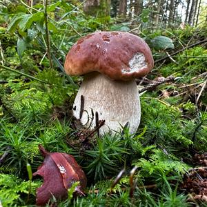 King Bolete