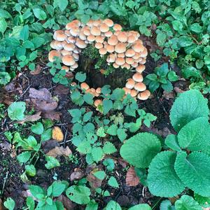 Unknown Species