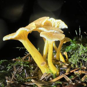 Trumpet Chanterelle