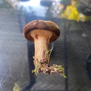 Unknown Species