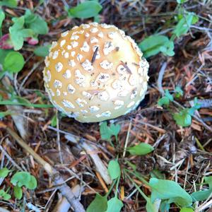 Fly Agaric