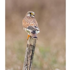 Common Kestrel