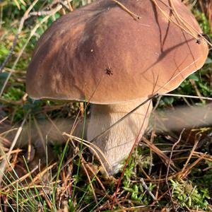 Summer Bolete