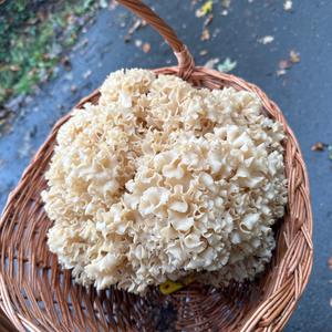 Eastern Cauliflower Mushroom