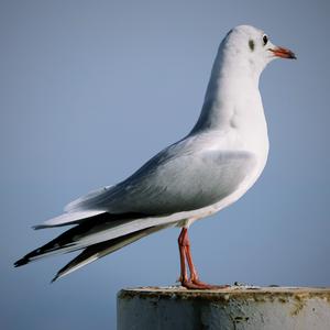 Black-headed Gull