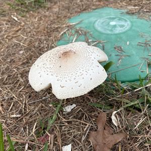 Garden Parasol