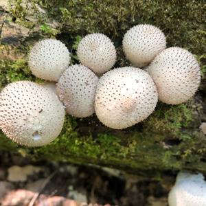 Gem-studded Puffball