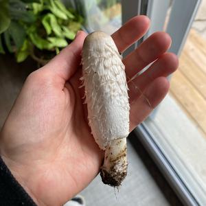 Shaggy Mane