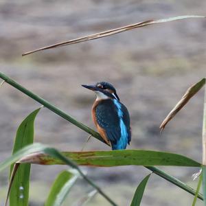 Eisvogel