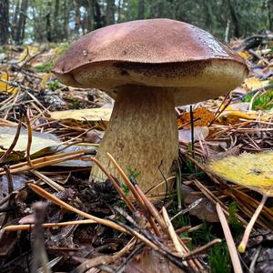 Bay Bolete