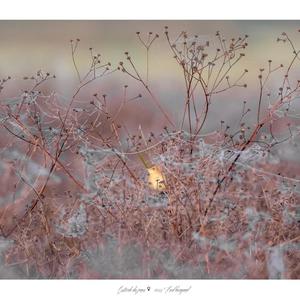 Zitting Cisticola