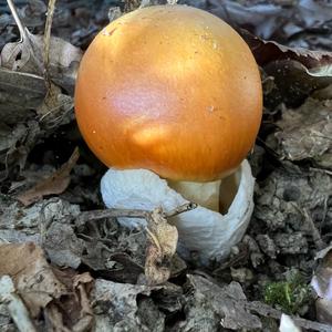 Caesar´s Mushroom