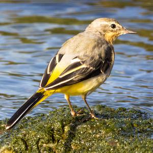 Grey Wagtail