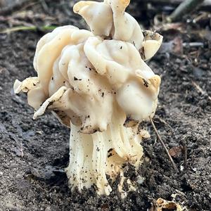 Fluted White Helvella