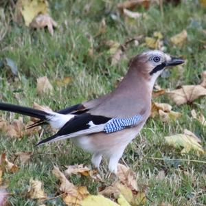 Eurasian Jay