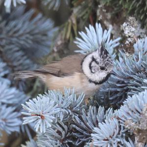 Crested Tit