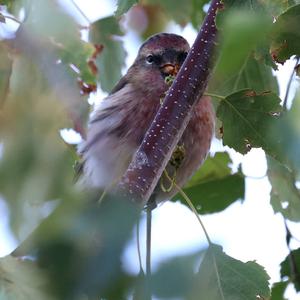 Common Redpoll