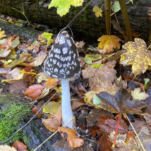 Magpie Ink-cap