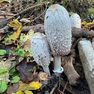 Shaggy Mane