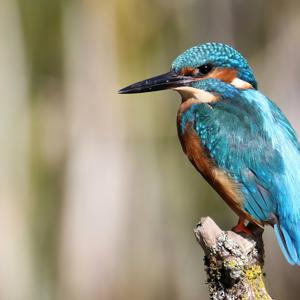 Common Kingfisher