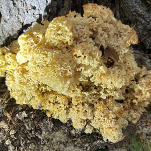 Eastern Cauliflower Mushroom