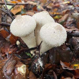 Gem-studded Puffball