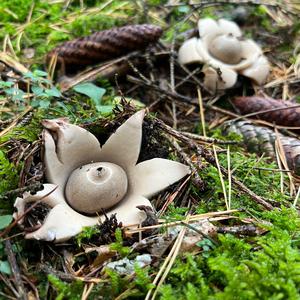 Collared Earthstar