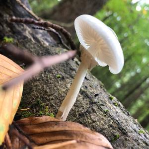 Porcelain Fungus