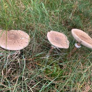 Parasol Mushroom