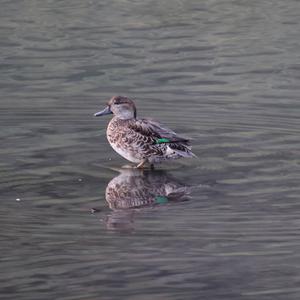 Common Teal