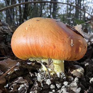 Caesar´s Mushroom