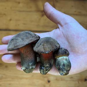 Dotted-stem Bolete