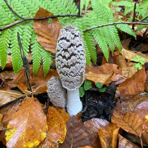 Unknown Species