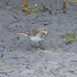 Water Pipit