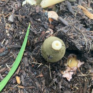 Stinkhorn, Common