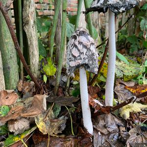 Magpie Ink-cap