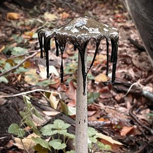 Shaggy Mane