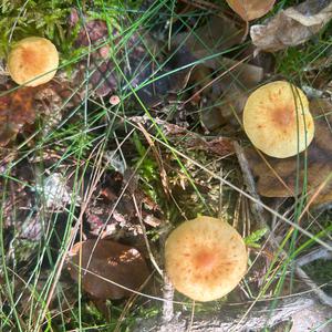 Unknown Species