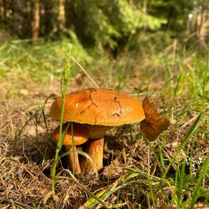 Larch Suillus