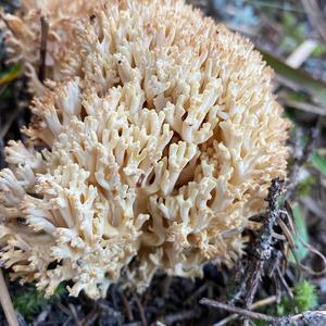 Yellow-brownish Coral