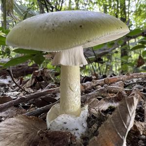 Death Cap