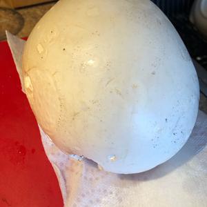 Giant Puffball