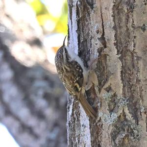 Eurasian Treecreeper