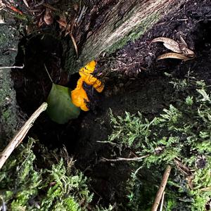 Chanterelle, Common