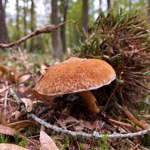 Hollow-stalked Larch Suillus