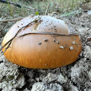 Caesar´s Mushroom