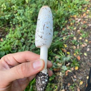 Shaggy Mane