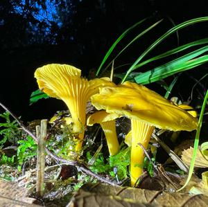 Chanterelle, Common