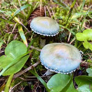 Blue-green Stropharia