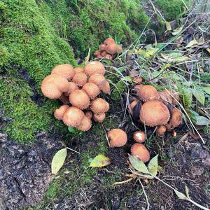 Unknown Species